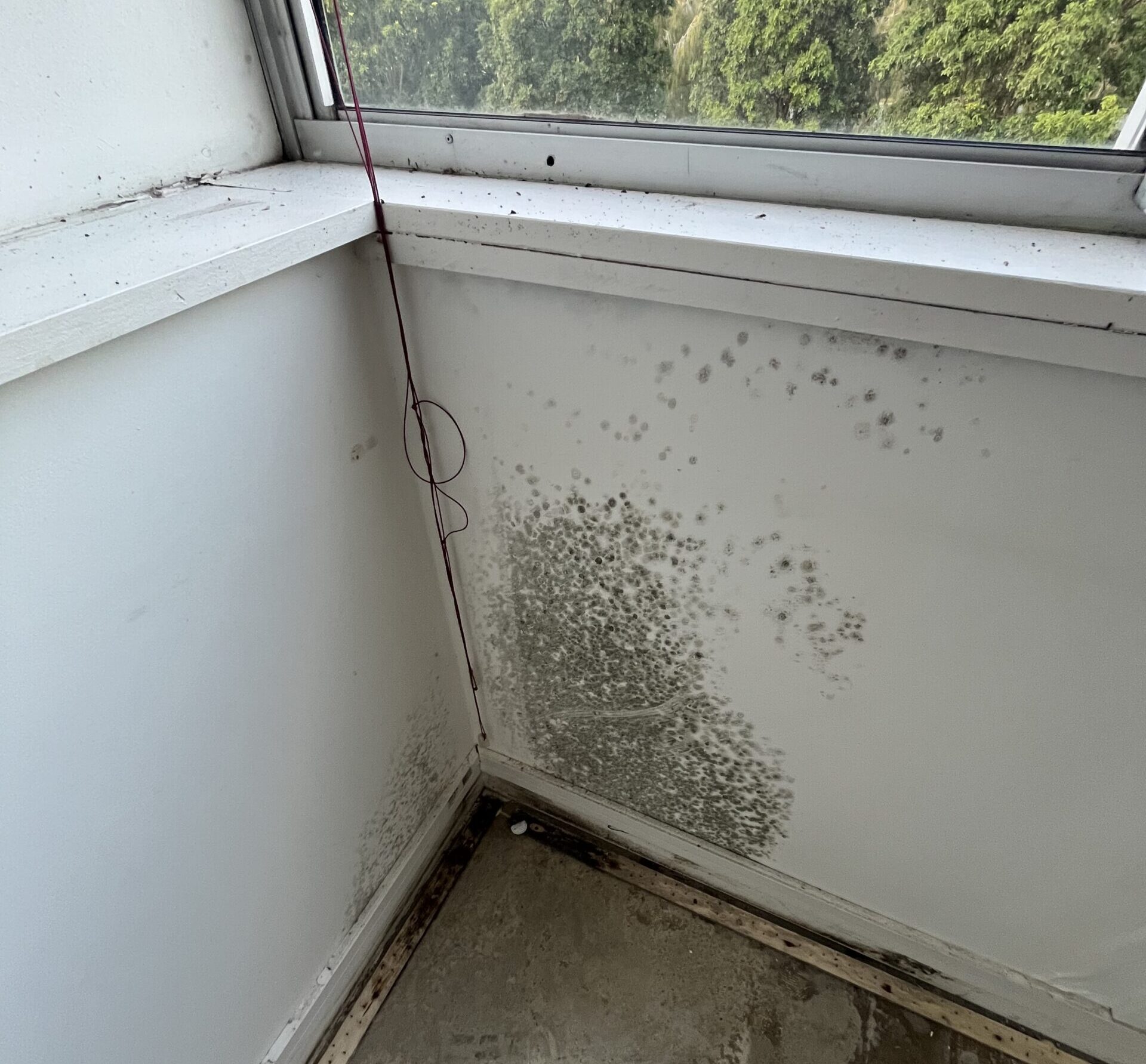 mould remediation gold coast