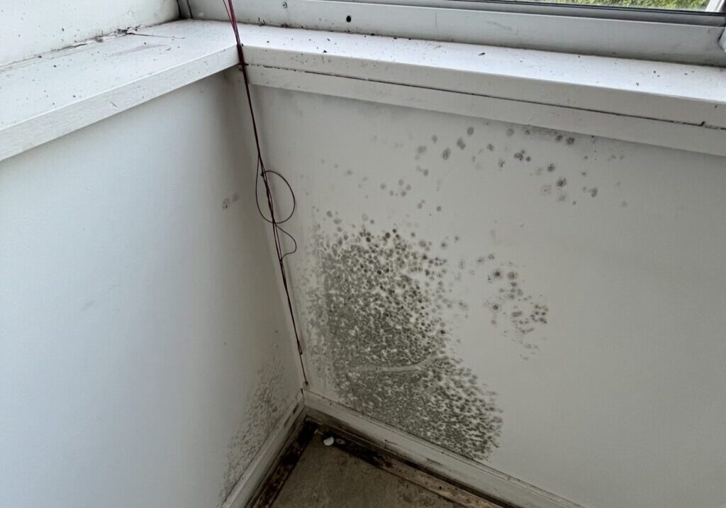 mould remediation gold coast